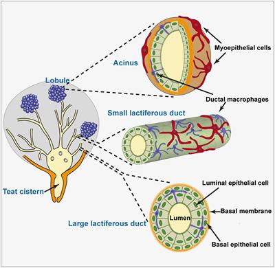 Immune defenses of the mammary gland epithelium of dairy ruminants